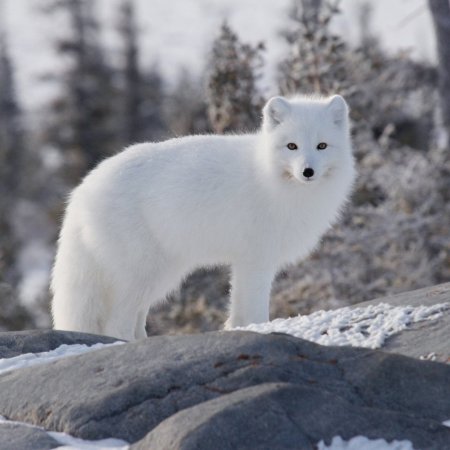 Песец обыкновенный (Полярная лиса)