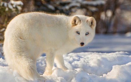 Полярная лисица песец