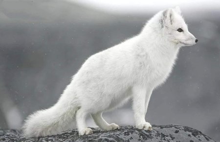 Песец (Alopex lagopus)