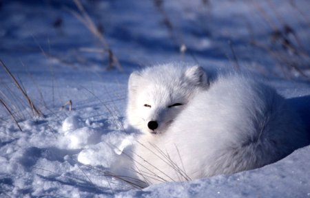 Тундровый голубой песец