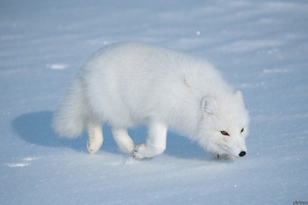 Берингийский песец