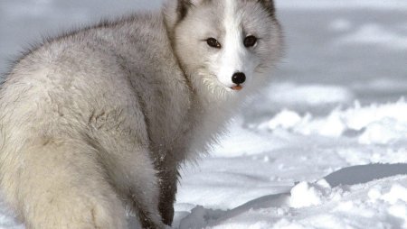 Полярная лисица песец