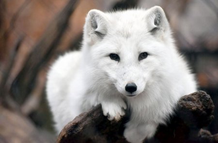 Полярная лисица песец