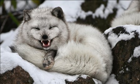 Полный песец.