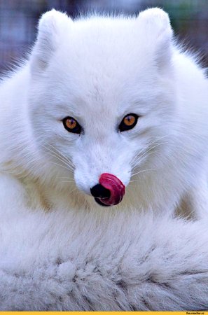 Северный белый песец