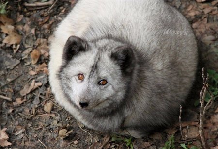 Полный песец.