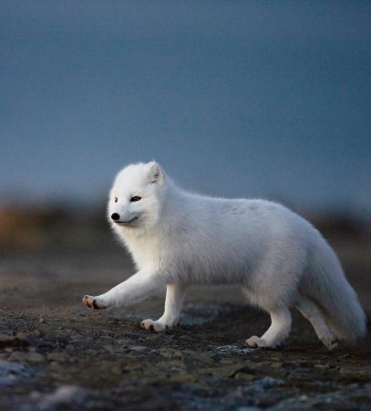 Песец Полярная лиса