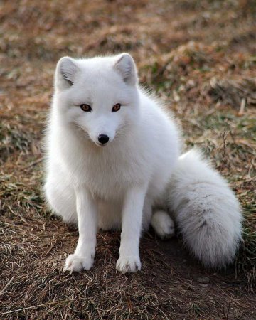 Песец (Alopex lagopus)