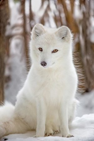 Песец белый