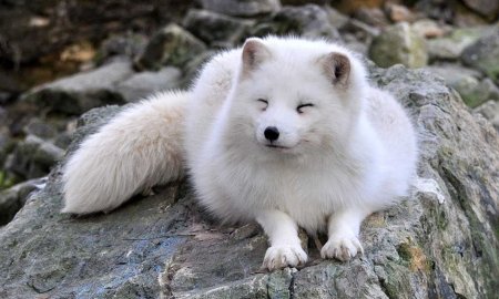 Северный песец