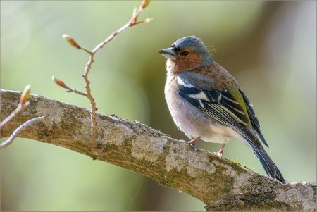 Зяблик (fringílla COÉLEBS)