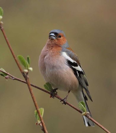 Зяблик (fringílla COÉLEBS)
