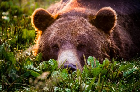 Гризли Grizzly, Гризли, медведь.