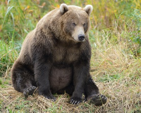 Бурый медведь обыкновенный.