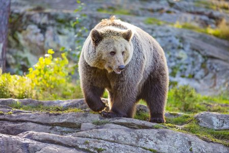 Северная Америка медведь Гризли