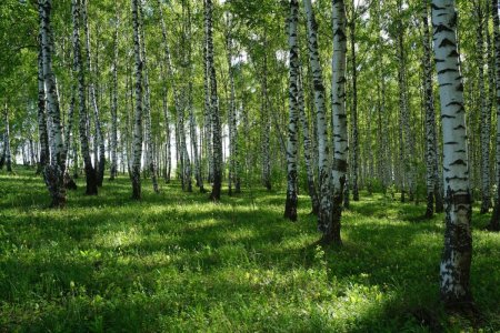 Белорусская Березовая роща