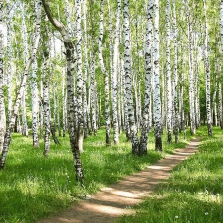 Березовая роща 27