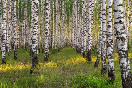 Березовая роща