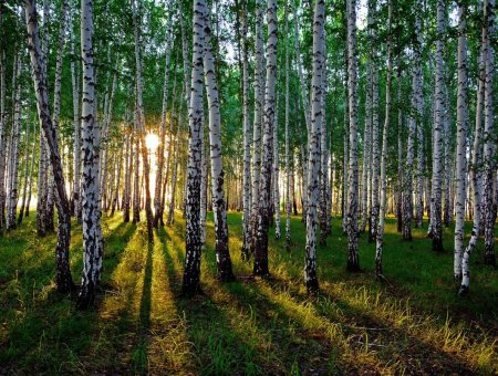 Березовые Рощи на Алтае