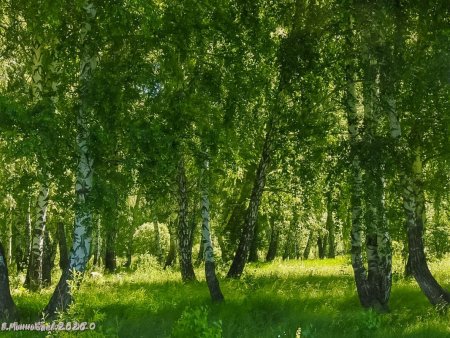 Березовая роща Омск