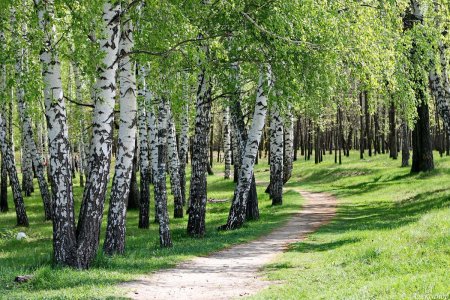 Березовая роща Кострома