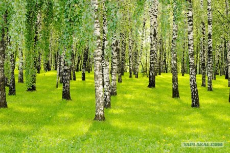 Березовая роща Абрамовская