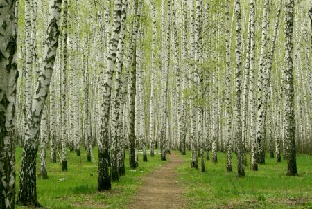 Березовая роща Таруса