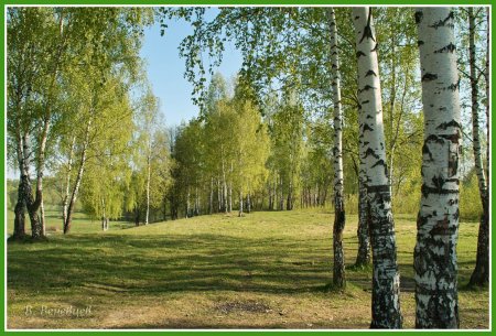 Березовая роща в Константиново