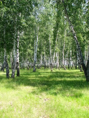 Березовая роща Таруса