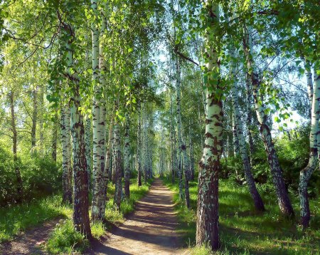 Берёзовая роща Орехово-Зуево