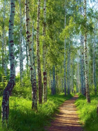 Березовая роща Кострома