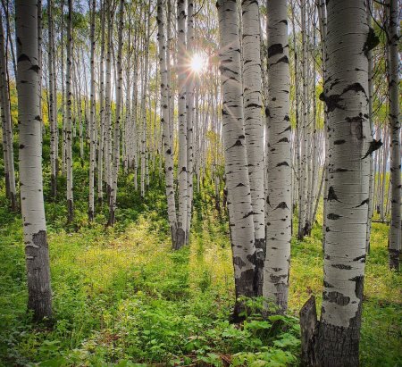 Березовая роща Брянск