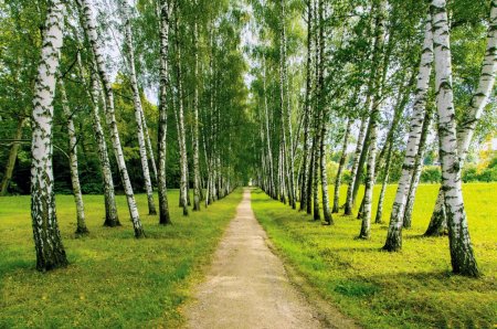 Березовая роща береза повислая