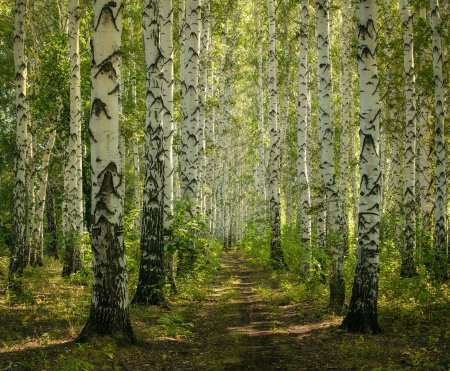 Шишкин березовый лес