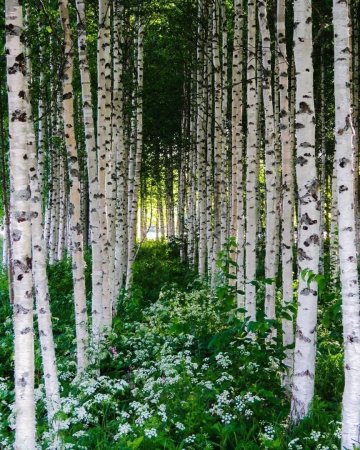 Березовая роща