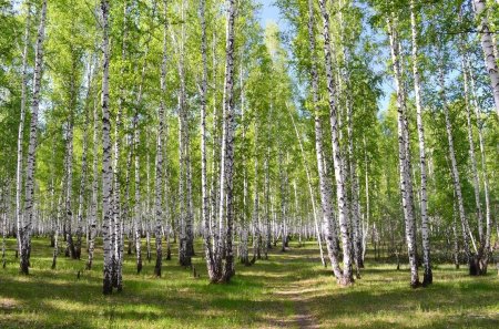 Рязань Берёзовая роща лето