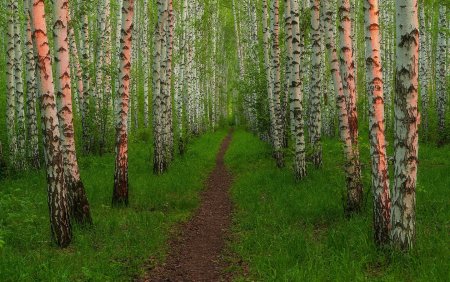 Березовая роща Заболотский