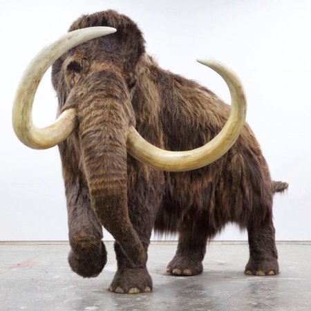 Шерстистый мамонт (Woolly Mammoth)