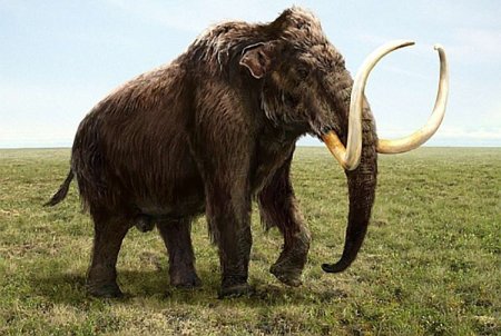 Шерстистый мамонт