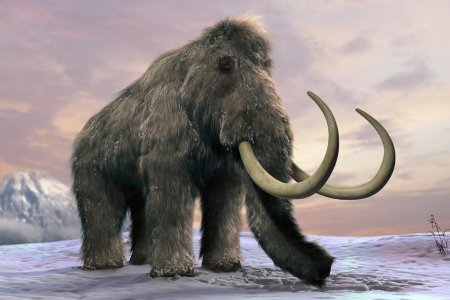 Мамонт Mammuthus primigenius