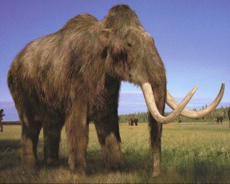 Шерстистый мамонт (Mammuthus primigenius)