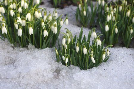 Подснежники в снегу Галантус