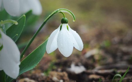 Подснежник Лагодехский