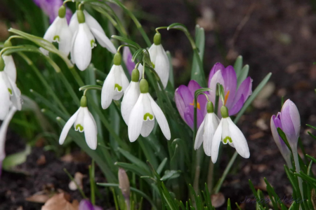 Подснежник тонколистный