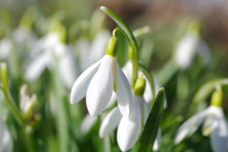 Подснежник белоцветный