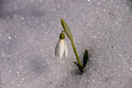 Чайковский Подснежник