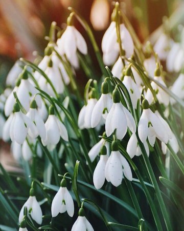 Белые подснежники