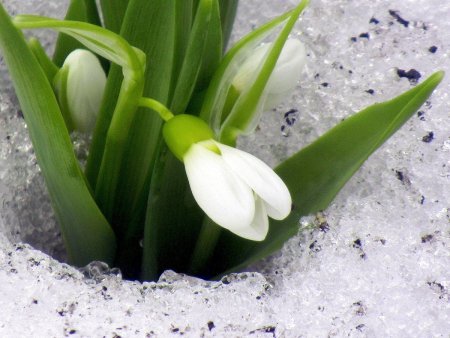 Подснежник широколистный