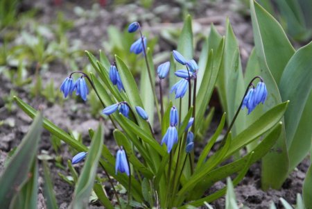 Пролеска Садовая