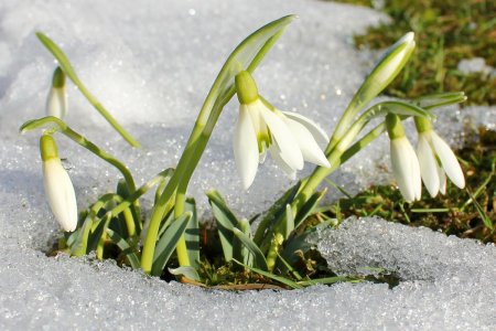 Подснежник плосколистный